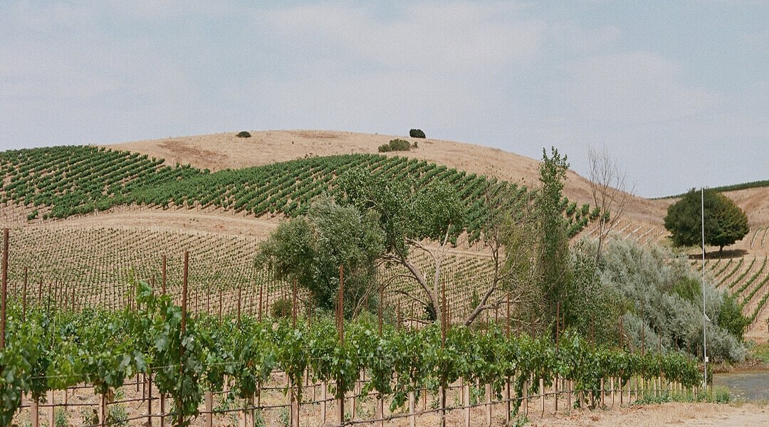 winery-10